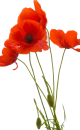kisspng-common-poppy-flower-remembrance-poppy-opium-poppy-5b39faa0003696.1703992715305263680009